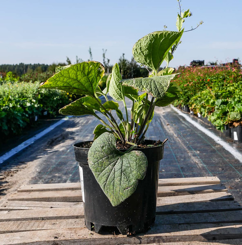 Brunnera wielkolistna Hadspen Cream