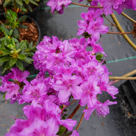 Azalia japońska 'Orlice'