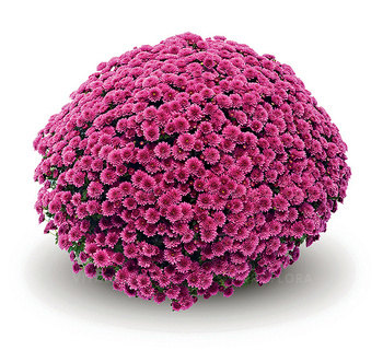 Chryzantema drobnokwiatowa Jasoda Purple sadzonki w doniczce P11