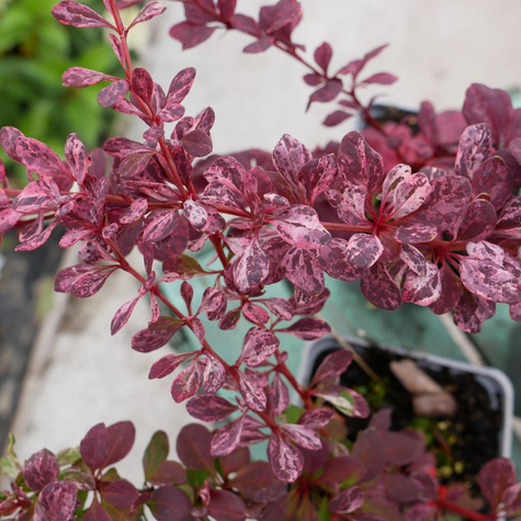 Berberys thunberga Rosetta (P9)