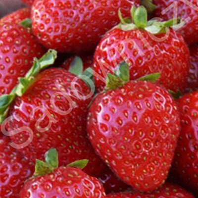 TRUSKAWKA MONTERREY bardzo plenna pyszna PNĄCA WISZĄCA POWTARZAJĄCA 10 szt