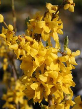 Forsycja pośrednia Spectabilis (C2)