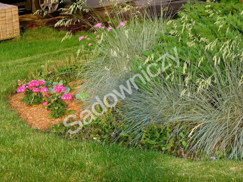 Owsiczka owies wiecznie zielona