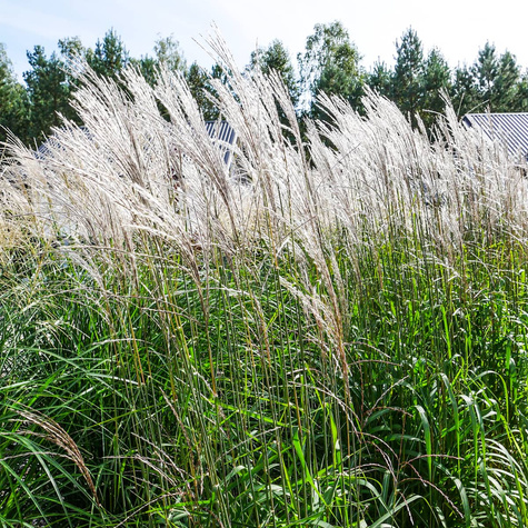 Miskant chiński Silberfeder