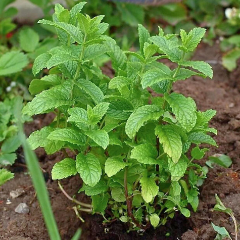 Mięta truskawkowa (C2)