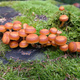 Łuskwiak Nameko Professional 1l Pholiota nameko