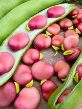 Bób Karmazyn śr. wczesny 30g