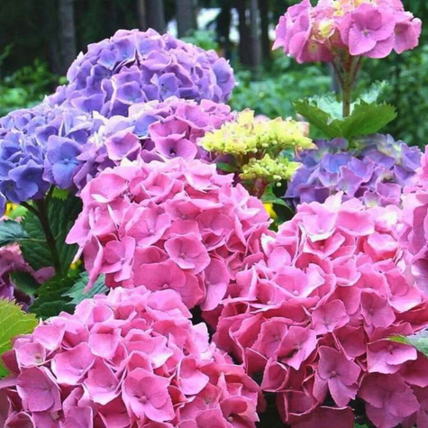 Hortensja ogrodowa Bouquet Rose (C2)
