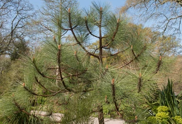 Sosna Engelmana Pinus engelmannii