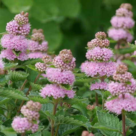 Barbula klandońska 'Stephi' (C2)