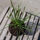 Sesleria autumnalis Sesleria jesienna (P9)