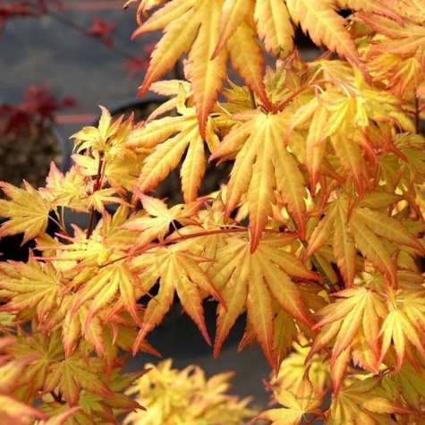 Klon palmowy Orange Queen Dream (C2)