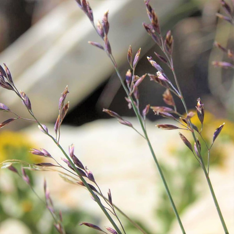 Wiechlina Poa Blue Hills