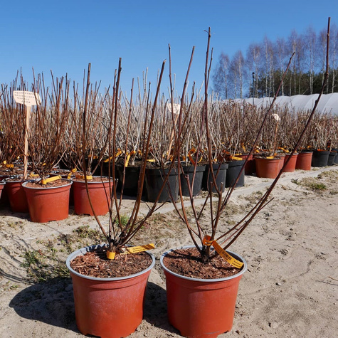 Pęcherznica kalinolistna Diabolo (C1.7)
