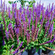 Szałwia omszona Edula Blue (C2)
