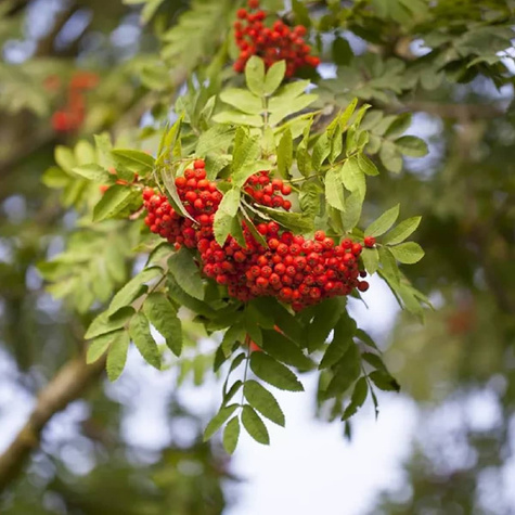 Jarząb turyński Fastigiata (obw.12-16cm H250/350)