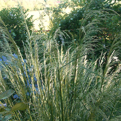 Śmiałek Darniowy Pixie Fountain (C2)