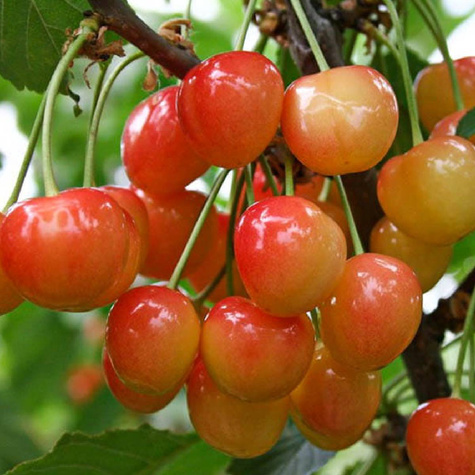 Czereśnia Żółta Najsłodsza Plant Pack
