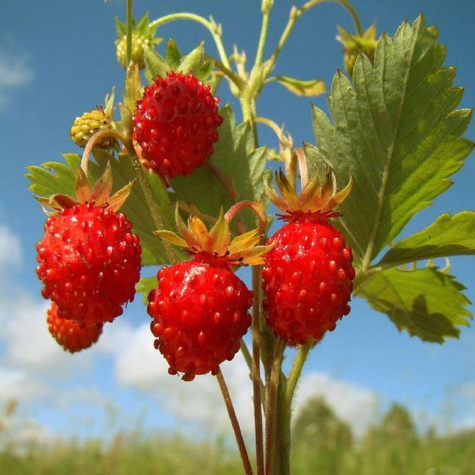 Poziomka Regina 0,1g