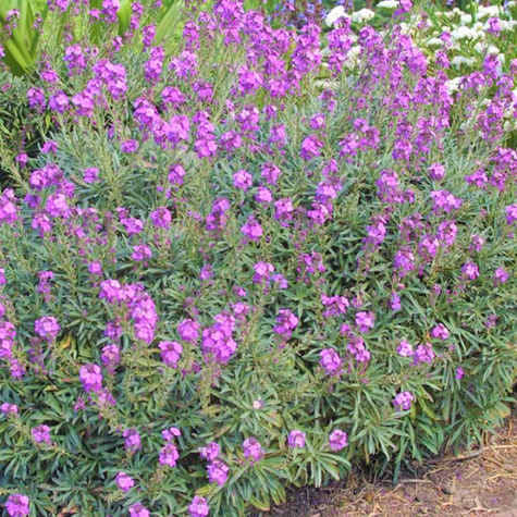 Pszonak Bowles Mauve (C2)