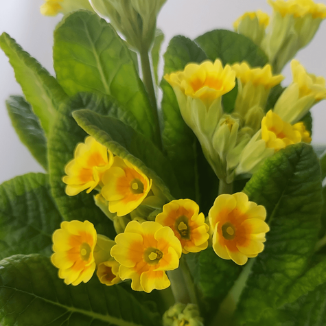 Pierwiosnek lekarski Lime with Orange (C2)