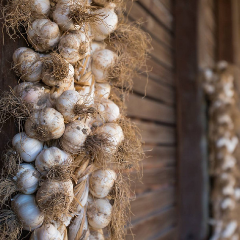 Czosnek Konsumpcyjny Jarus 2 sztuki wiosenny