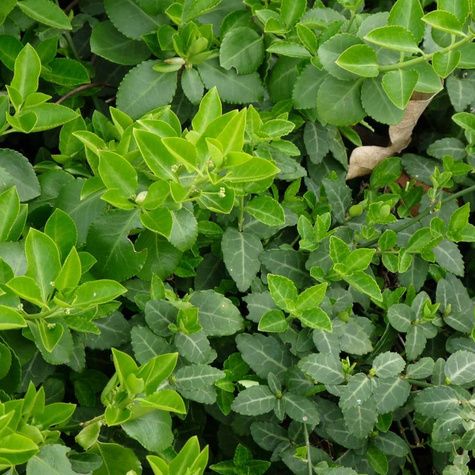 Trzmielina Fortune'a Coloratus (C2)