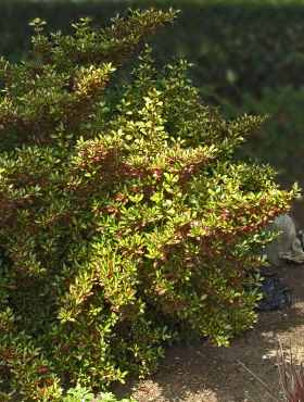 Koprosma 'Evening Glow' ®