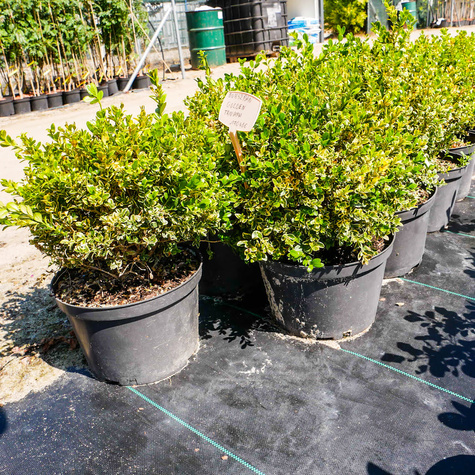 Bukszpan drobnolistny Golden Triumph