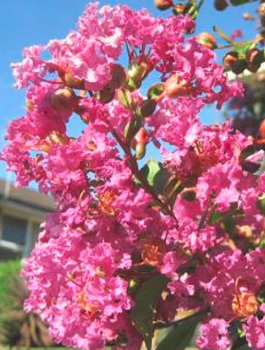 Lagerstremia indyjska (P9)