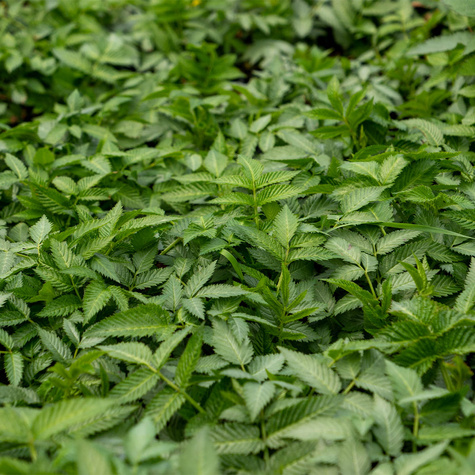 Malinotruskawka Malina ponętna Fantastyczny Duet w doniczce