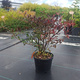 Berberys Thunberga Red Chief (C2)