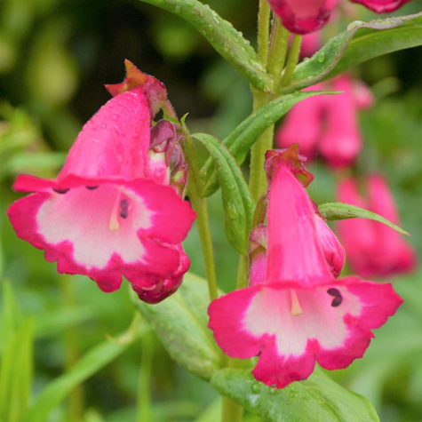 Penstemon Hartwegii Amelia Jayne (C2)