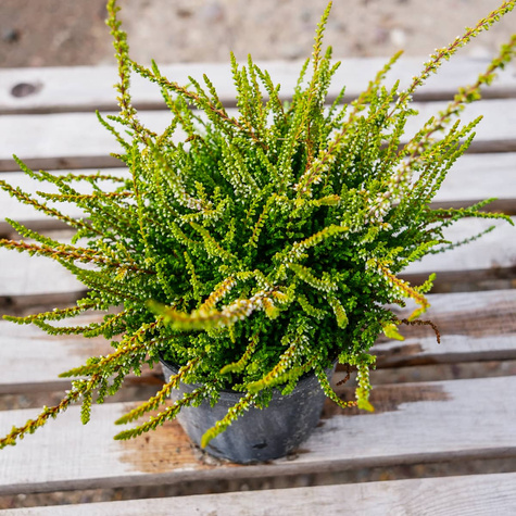 Wrzos pospolity Andrea