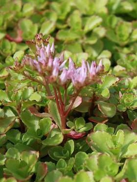 Rozchodnik kaukaski (C2)