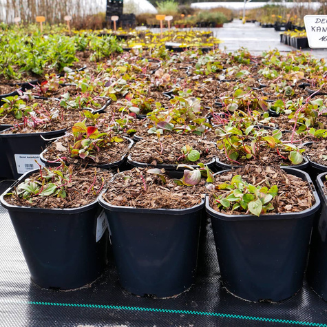 Dereń kanadyjski (C2)