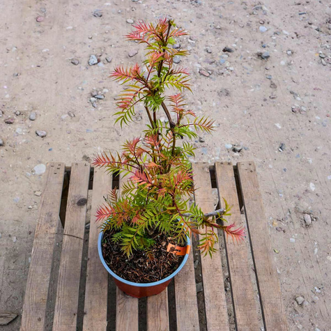 Tawlina jarzębolistna SEM Miododajna (C2)