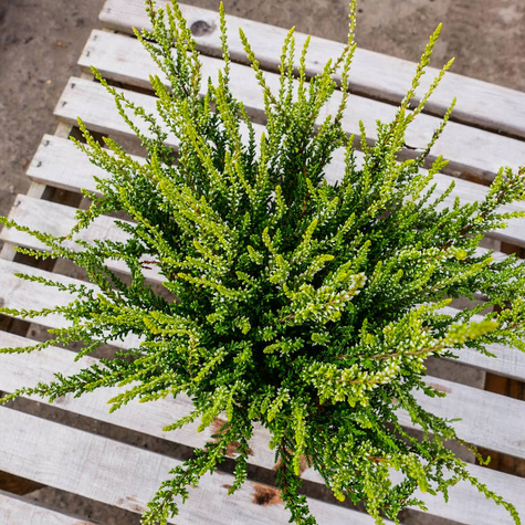 Wrzos pospolity biały kwiat żółte liście sadzonki