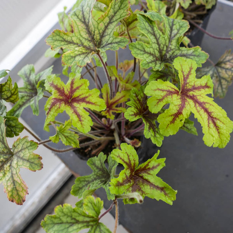 Żuraweczka ogrodowa Alabama Sunrise