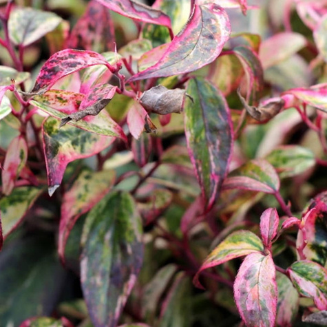 Kiścień Wawrzynowy Makijaż (C2)