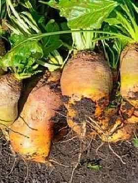 Burak pastewny jednokiełkowy otoczkowany cena za 0,5 kg