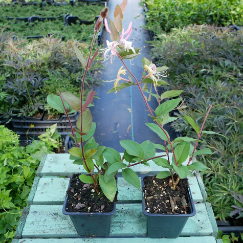 Wiciokrzew Browna Dropmore Scarlet (P9)