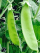 Groszek cukrowy Oregon Sugar Pod 40g