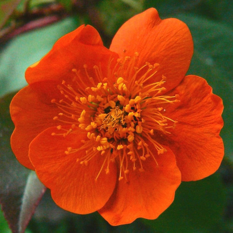 Kuklik szkarłatny 0,5g Polan