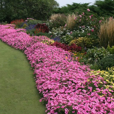 Surfinia Supertunia Vista Bubblegum samoczyszcząca