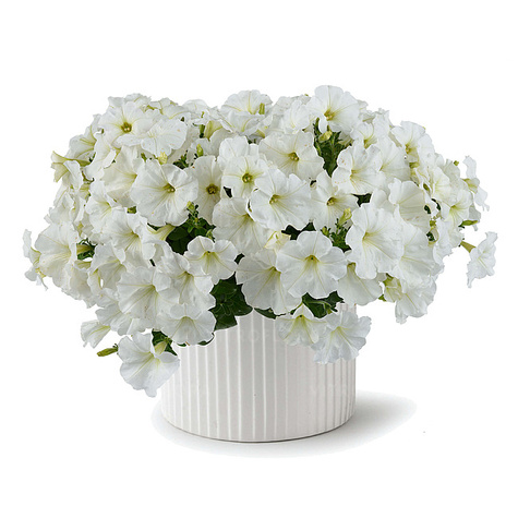 Surfinia biała z żyłkowaniem Capella White Imp.