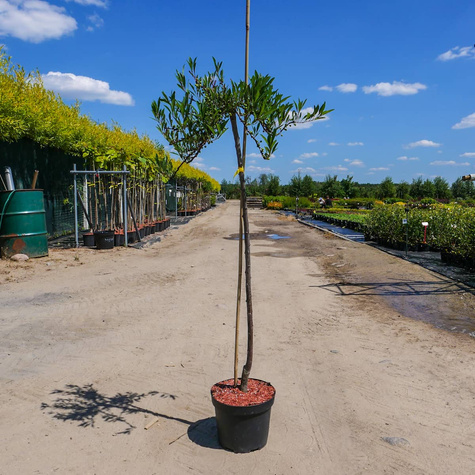 Wiśnia piaskowa płożąca szczepiona