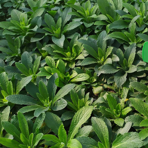 Naparstnica purpurowa Arctic Fox Rose (C2)