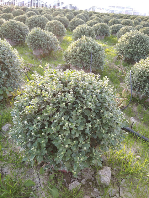 Chryzantema drobnokwiatowa żółta DUŻA ROŚLINA