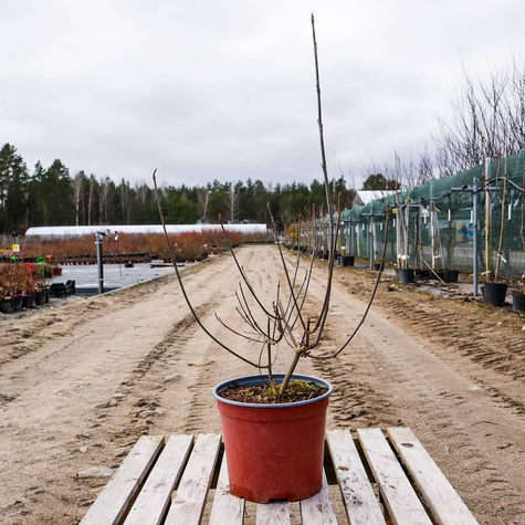 Pięknotka Bodiniera Profusion Koralikowy Krzew (C2)